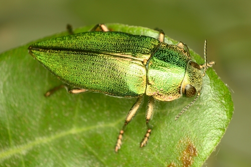 Latipalpis plana