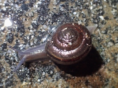 Helminthoglypta sequoicola