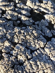 Pseudothelomma occidentale