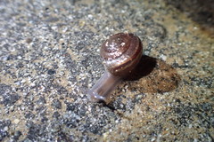 Helminthoglypta sequoicola