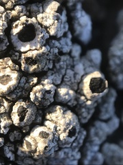 Pseudothelomma occidentale