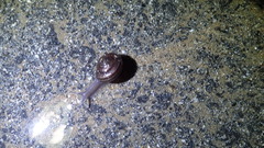 Helminthoglypta sequoicola