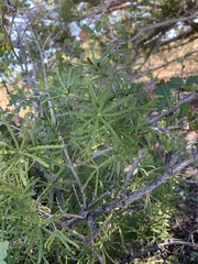 Choisya dumosa