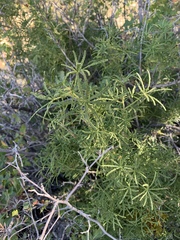Choisya dumosa