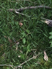 Passiflora cinnabarina