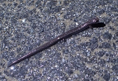 Batrachoseps gavilanensis