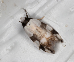 Zonopetala decisana