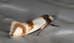 Antipterna trilicella