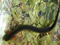 Greater Siren photo 4