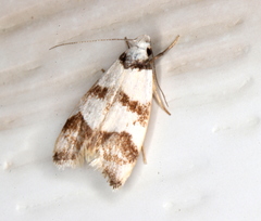 Chezala brachypepla