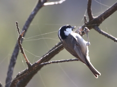 Periparus ater