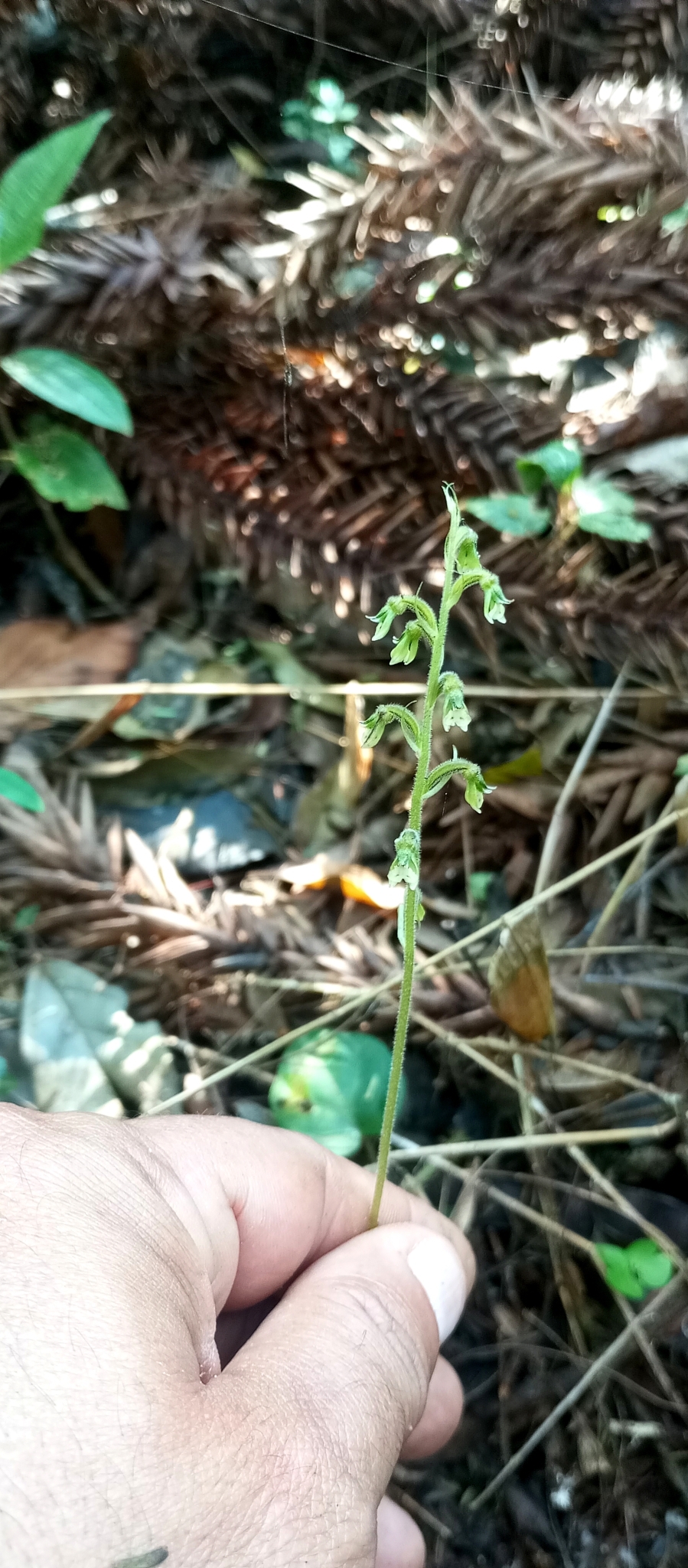 Cyclopogon polyaden