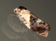Hypertropha chlaenota