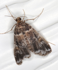 Elophila responsalis