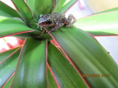 Eleutherodactylus pipilans