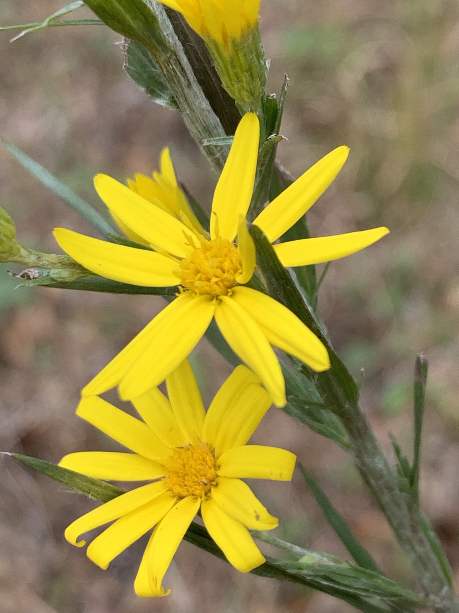 Pityopsis graminifolia
