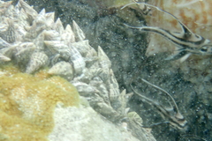 Pareques acuminatus