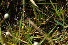 Utricularia bifida