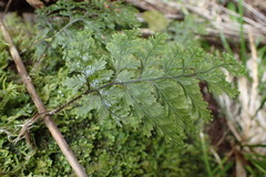 Hymenophyllum scabrum