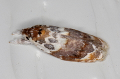 Piloprepes gelidella
