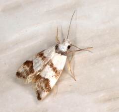 Chezala brachypepla