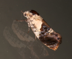 Hypertropha chlaenota