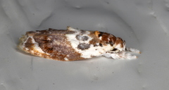 Piloprepes gelidella