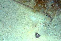 Gnatholepis thompsoni