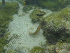 Halichoeres dispilus