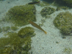 Halichoeres dispilus