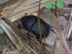 Geotrupes opacus