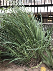 Cymbopogon nardus