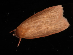 Enoplidia simplex