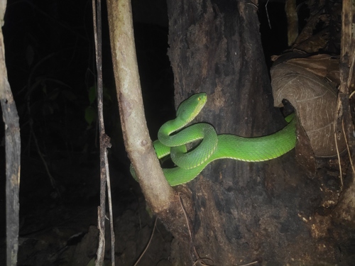 Spot-tailed Pitviper