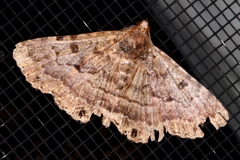 Diatenes aglossoides