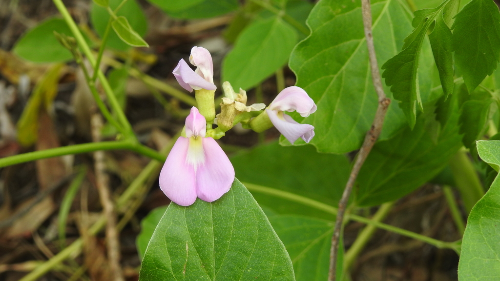 Wild Jack Bean