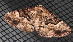 Aporoctena scierodes