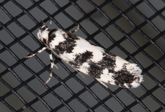 Lichenaula melanoleuca