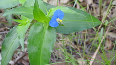 Commelina ensifolia