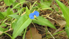 Commelina ensifolia