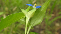 Commelina ensifolia