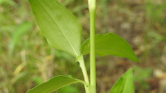 Commelina ensifolia