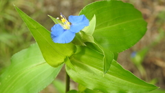 Commelina ensifolia