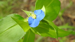 Commelina ensifolia