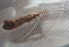 Glyphopsyche irrorata
