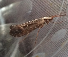 Glyphopsyche irrorata