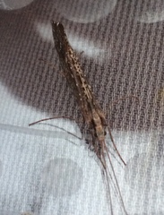 Glyphopsyche irrorata