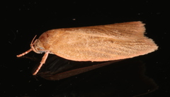 Enoplidia simplex