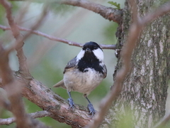 Periparus ater