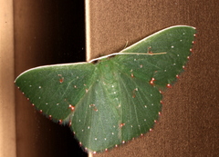 Prasinocyma iosticta